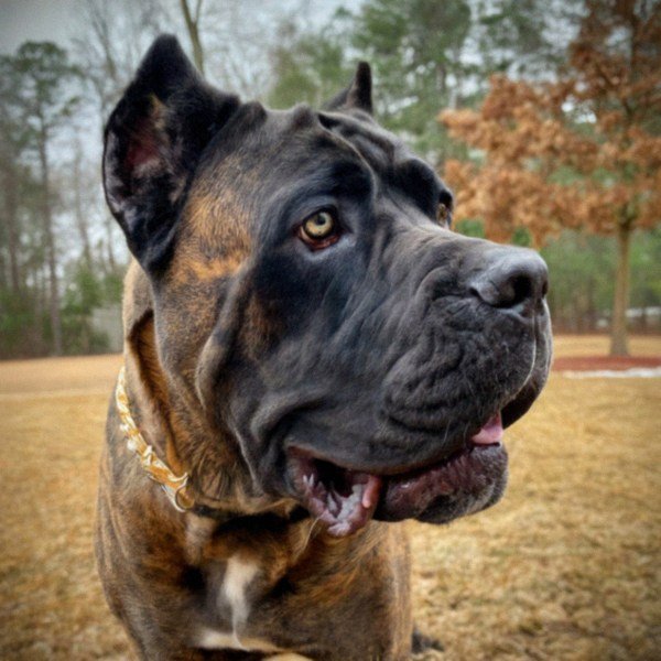cane corso in Norfolk, Virginia