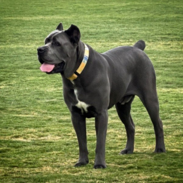 cane corso in Oakland, California