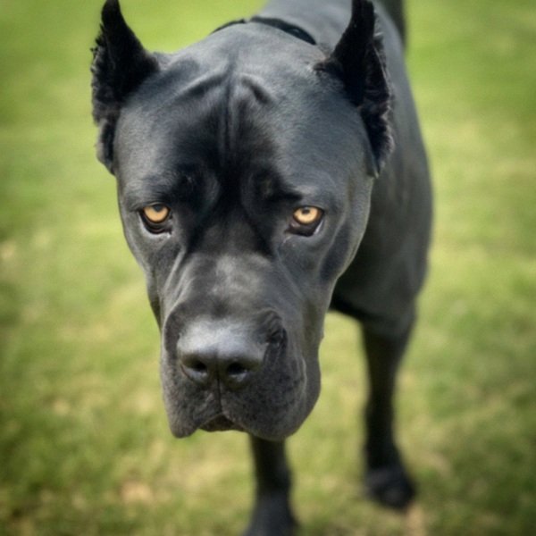 cane corso in Oklahoma City, Oklahoma