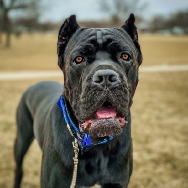cane corso in Omaha, Nebraska