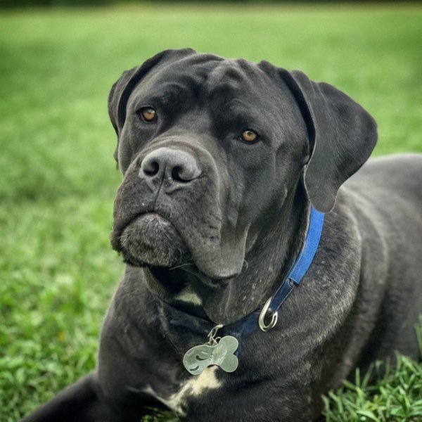 cane corso in Overland Park, Kansas