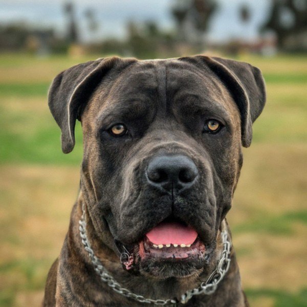 cane corso in Oxnard, California