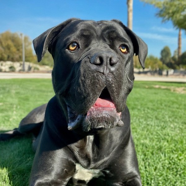 cane corso in Palmdale, California