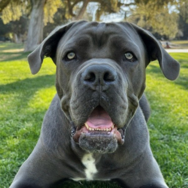 cane corso in Pasadena, California