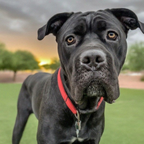 cane corso in Peoria, Arizona