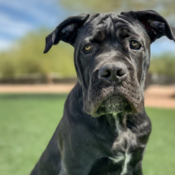 cane corso in Phoenix, Arizona