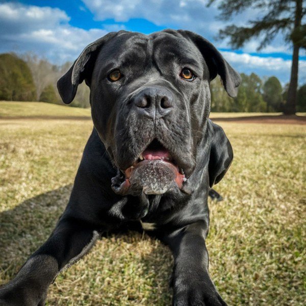 cane corso in Raleigh, North Carolina