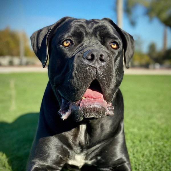 cane corso in Riverside, California