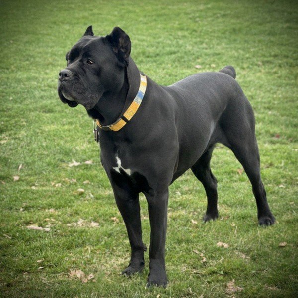 cane corso in Rochester, New York