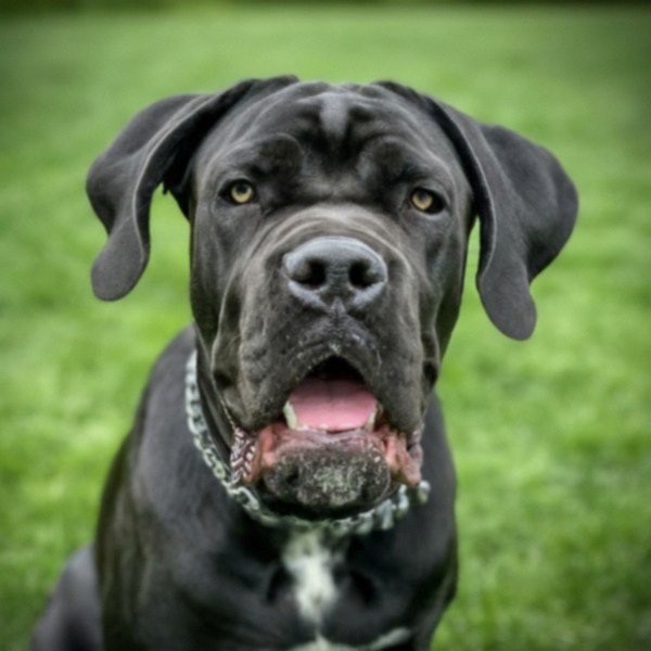 cane corso in Saint Paul, Minnesota