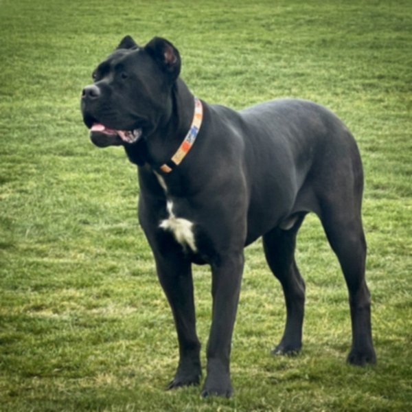 cane corso in Salem, Oregon