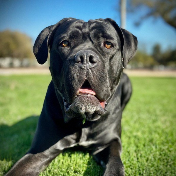 cane corso in Salinas, California