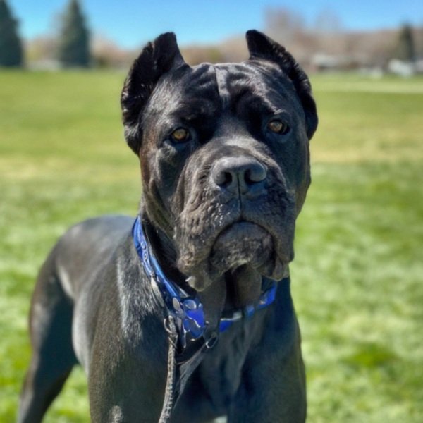 cane corso in Salt Lake City, Utah