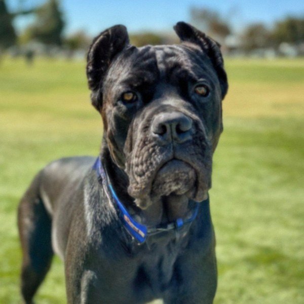 cane corso in San Bernardino, California