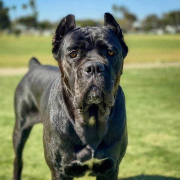 cane corso in San Diego, California