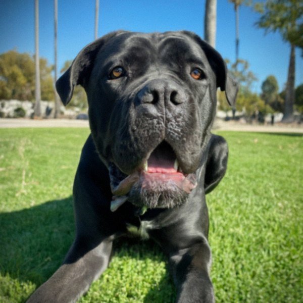 cane corso in Santa Ana, California