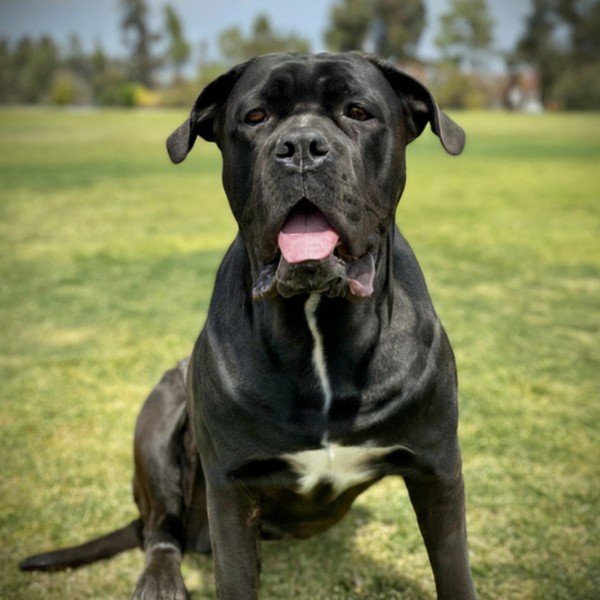 cane corso in Santa Clarita, California