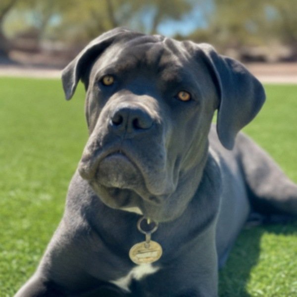cane corso in Scottsdale, Arizona