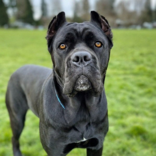 cane corso in Seattle, Washington