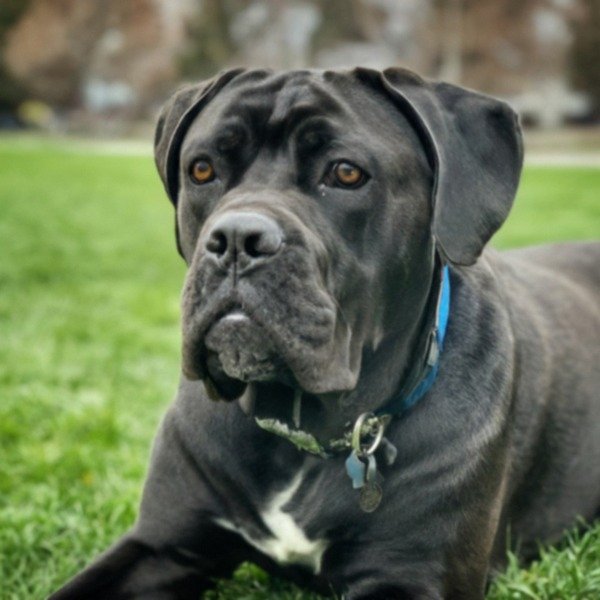 cane corso in Spokane, Washington