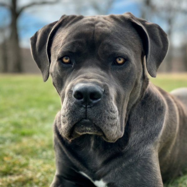 cane corso in Springfield, Massachusetts