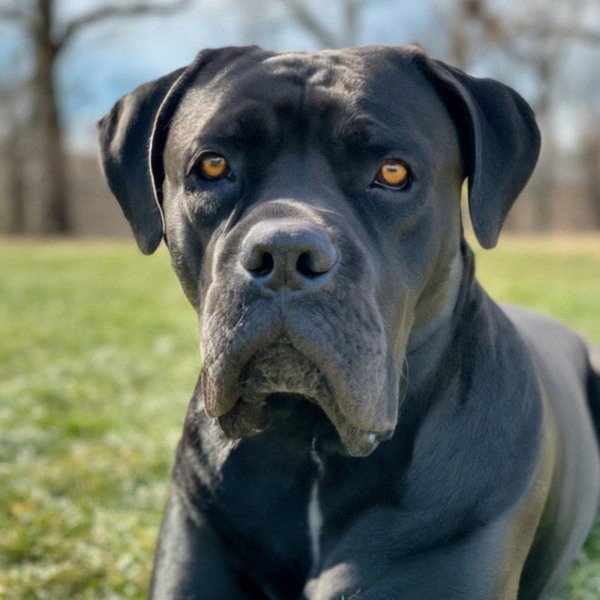 cane corso in St. Louis, Missouri
