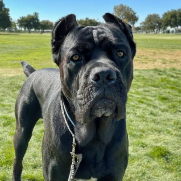 cane corso in Stockton, California