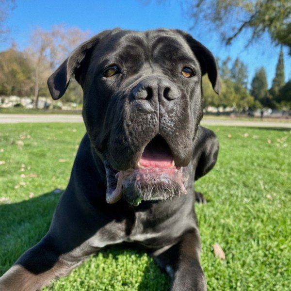 cane corso in Sunnyvale, California