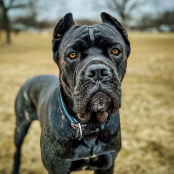 cane corso in Toledo, Ohio