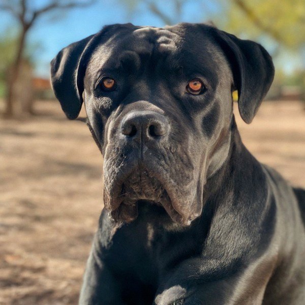 cane corso in Tucson, Arizona