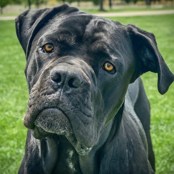 cane corso in Wichita, Kansas