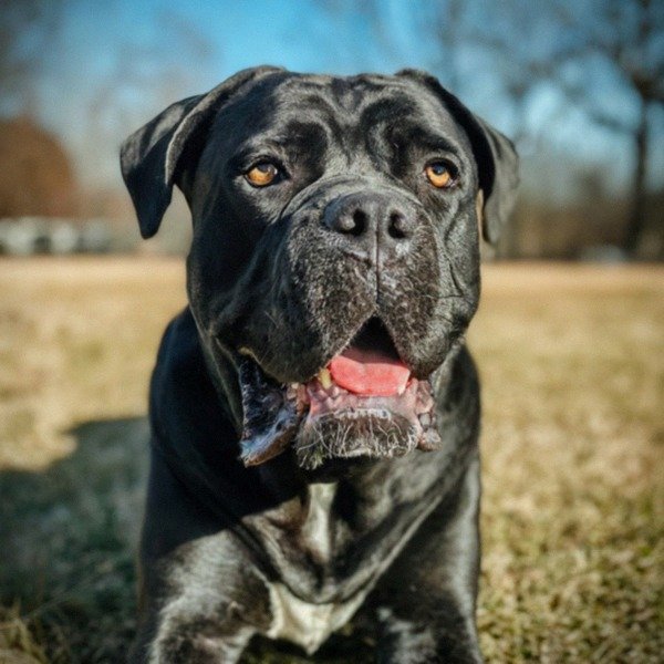 cane corso in Winston–Salem, North Carolina