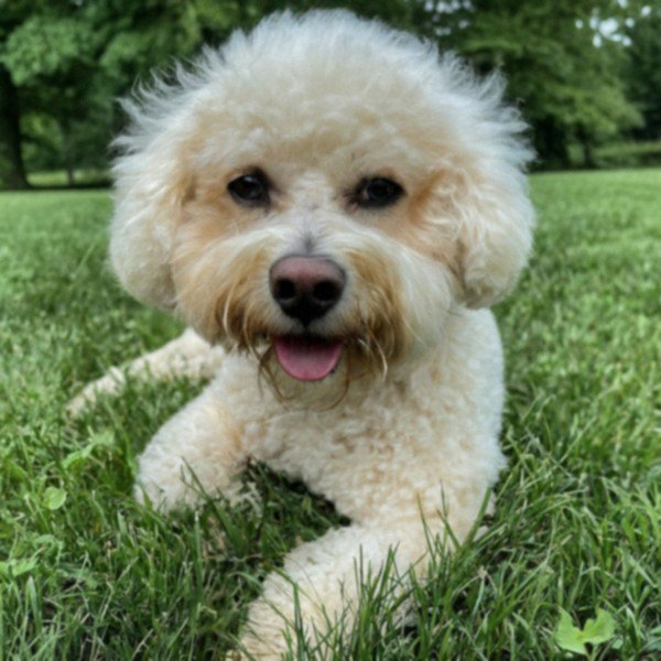 cavachon in Akron, Ohio