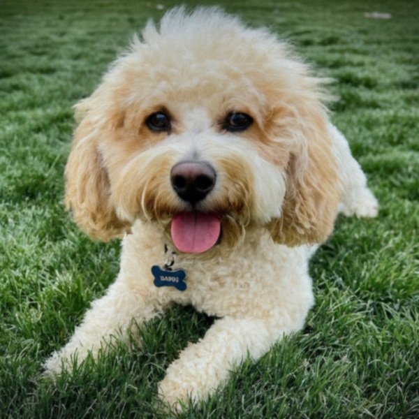 cavachon in Albuquerque, New Mexico
