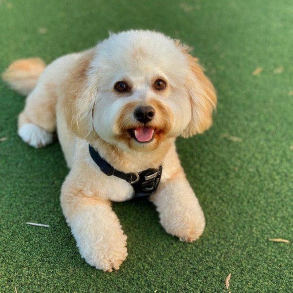 cavachon in Anaheim, California