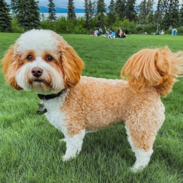 cavachon in Anchorage, Alaska