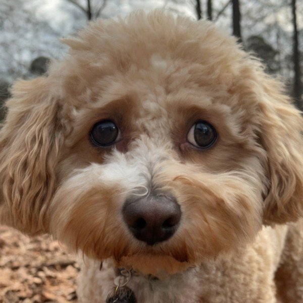 cavachon in Atlanta, Georgia