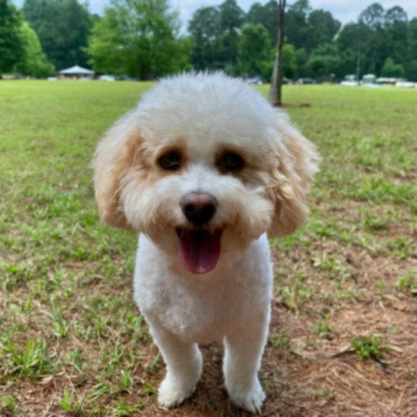 cavachon in Augusta, Georgia