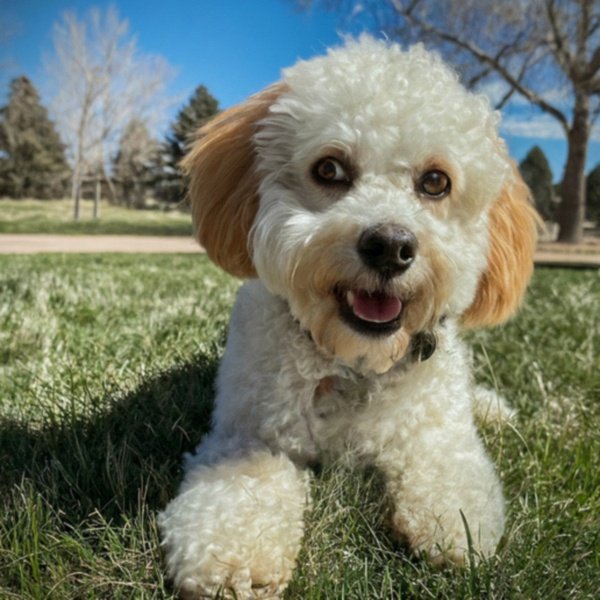 cavachon in Aurora, Colorado