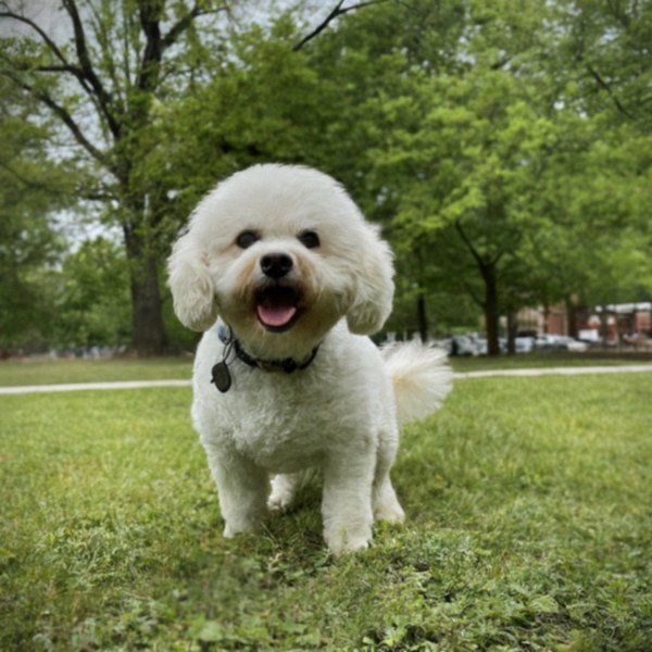 cavachon in Baltimore, Maryland