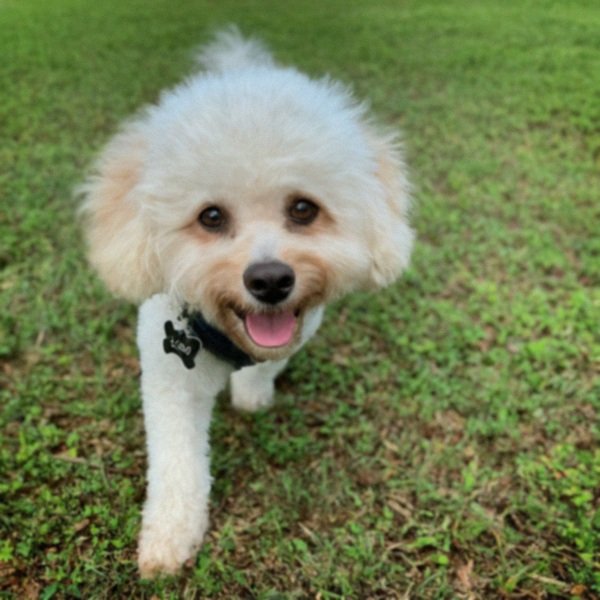 cavachon in Baton Rouge, Louisiana