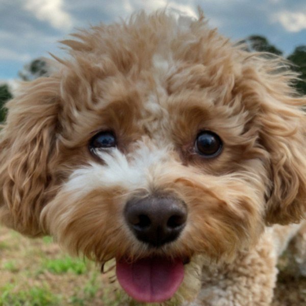 cavachon in Birmingham, Alabama