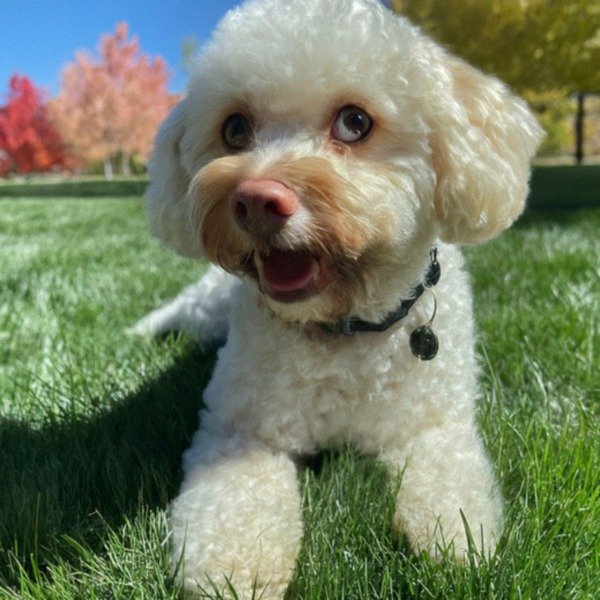 cavachon in Boise, Idaho