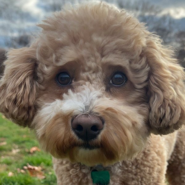 cavachon in Boston, Massachusetts