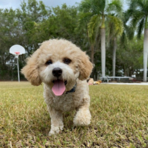 cavachon in Cape Coral, Florida