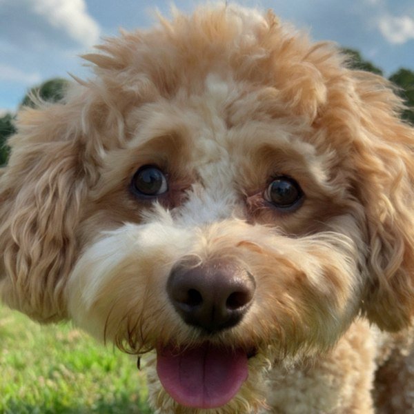 cavachon in Charlotte, North Carolina