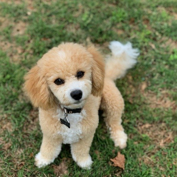 cavachon in Chesapeake, Virginia