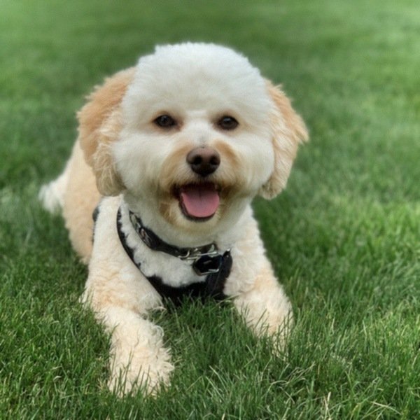cavachon in Chicago, Illinois