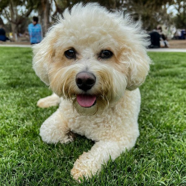 cavachon in Chula Vista, California