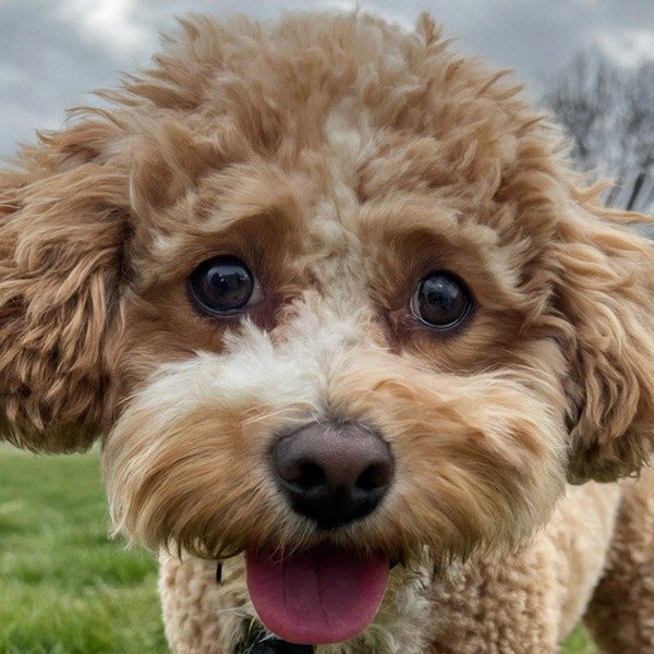 cavachon in Cleveland, Ohio